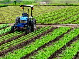 Tractor working in rows of green crops on a farm